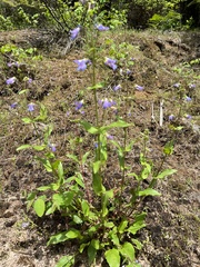 Penstemon wilcoxii