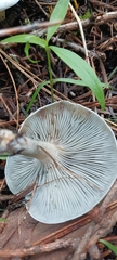 Clitocybe odora pacifica