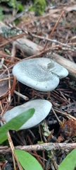 Clitocybe odora pacifica