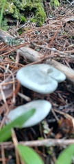 Clitocybe odora pacifica
