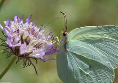 Gonepteryx cleopatra
