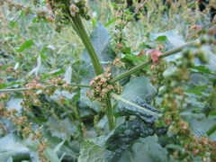 Rumex obtusifolius silvestris