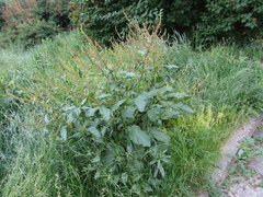 Rumex obtusifolius silvestris