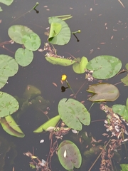 Nuphar lutea