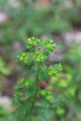 Euphorbia platyphyllos