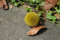 Artocarpus rigidus