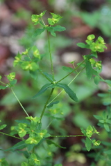 Euphorbia platyphyllos