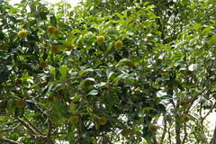 Artocarpus rigidus