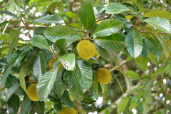 Artocarpus rigidus