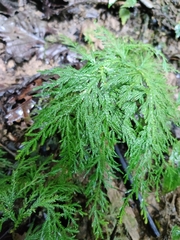 Selaginella delicatula