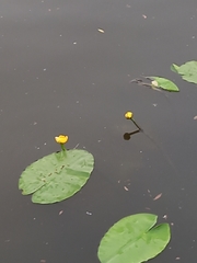 Nuphar lutea