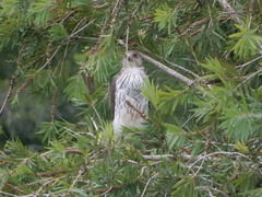 Accipiter cooperii image