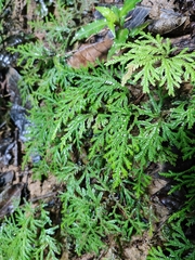 Selaginella delicatula