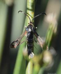 Pyropteron euglossaeformis
