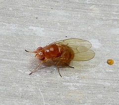 Camptoprosopella slossonae