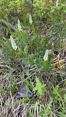 Polygala senega