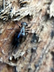 Bertkauia