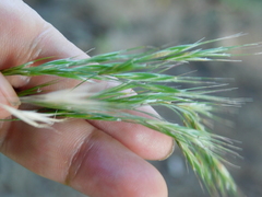 Bromus benekenii