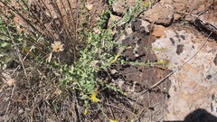 Klasea cerinthifolia