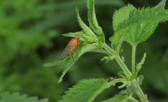 Sphaeroceroidea