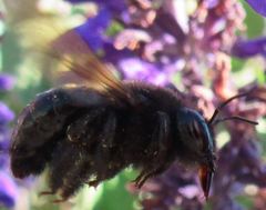 Xylocopa