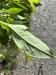 Salix pseudomyrsinites