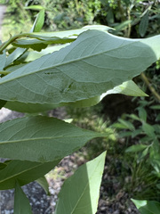 Salix pseudomyrsinites