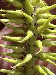 Salix pseudomyrsinites