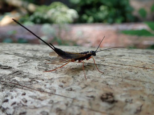 Xeris spectrum (Linnaeus, 1758)