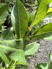 Salix pseudomyrsinites