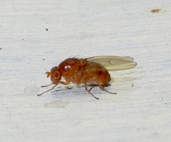 Camptoprosopella slossonae