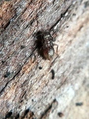 Mesopsocidae