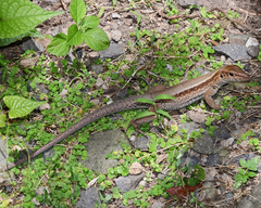 Pholidoscelis fuscatus