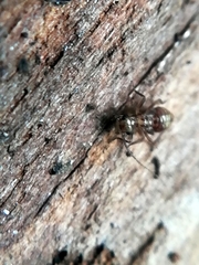 Mesopsocidae