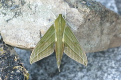 Xylophanes letiranti