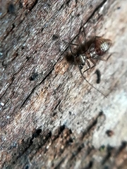 Mesopsocidae