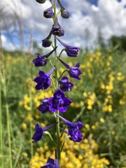 Delphinium nuttallii
