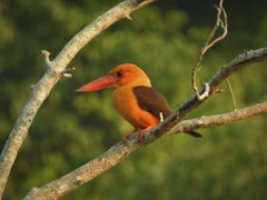 Pelargopsis amauroptera