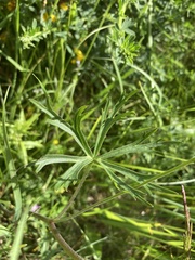 Delphinium nuttallii