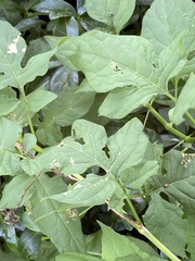Solanum dulcamara
