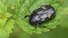 Glycyphana fulvistemma