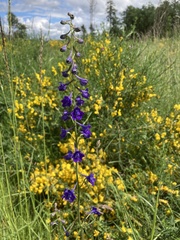 Delphinium nuttallii