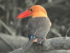 Pelargopsis amauroptera