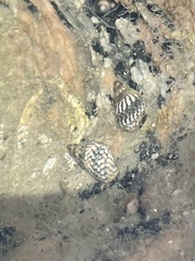 Echinolittorina placida