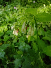 Symphytum grandiflorum