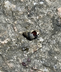 Echinolittorina placida