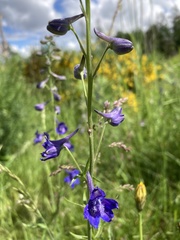 Delphinium nuttallii