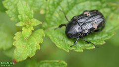Glycyphana fulvistemma