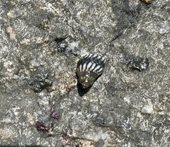 Echinolittorina placida