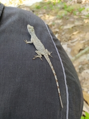 Anolis sulcifrons